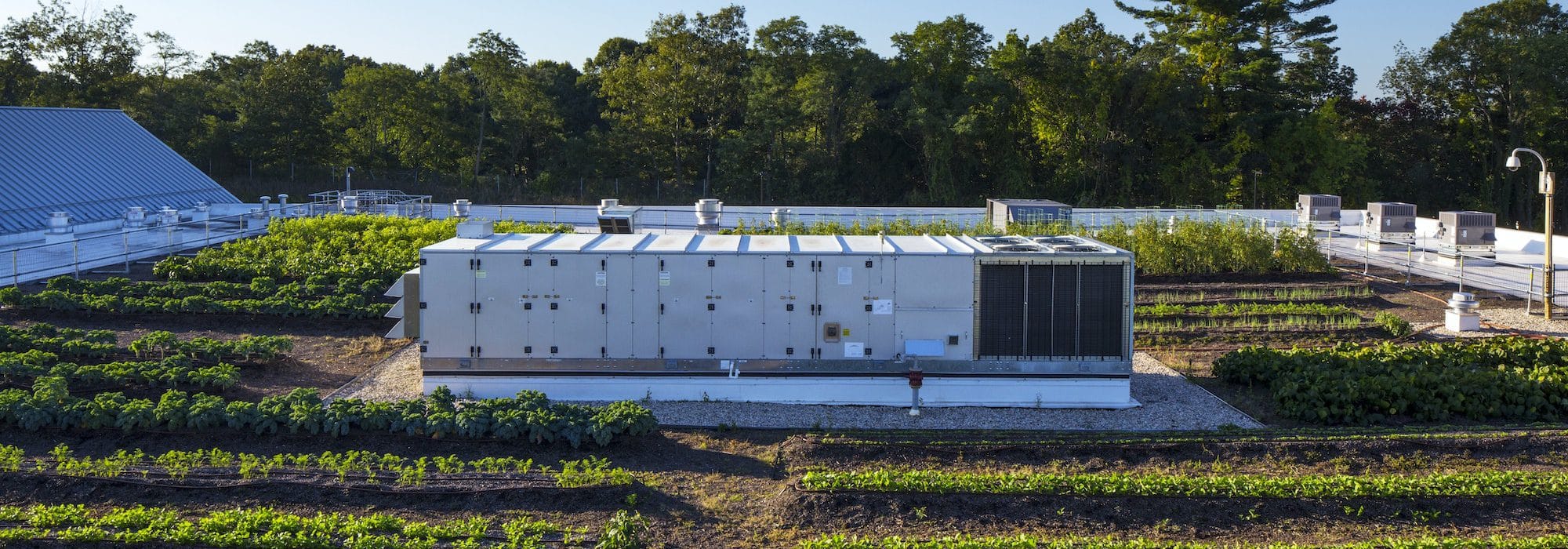 Generator in urban rooftop garden