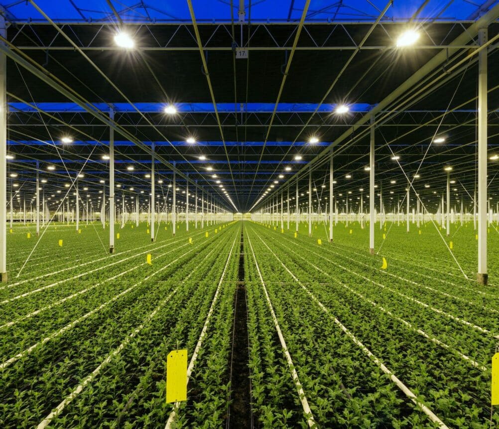 Greenhouse specialised in growing Chrysanthemums, Ridderkerk, zuid-holland, Netherlands