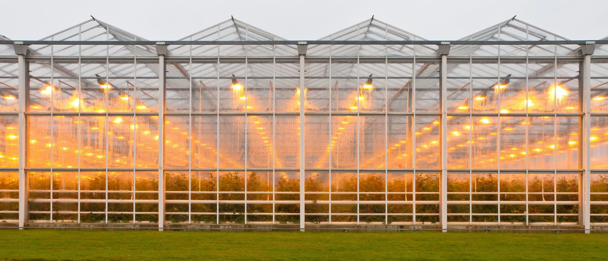background commercial greenhouse