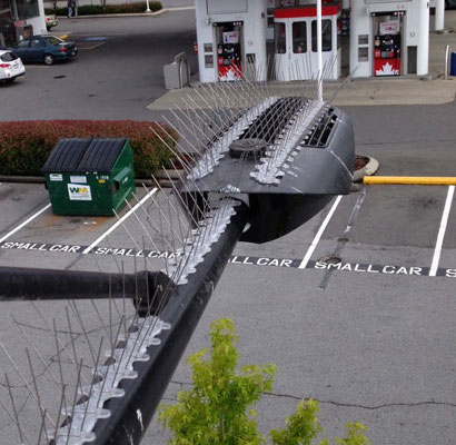 bird spikes
