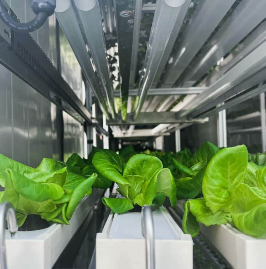 Hydroponic farm for indoor plant growing. Fresh salad leaves growing without soil