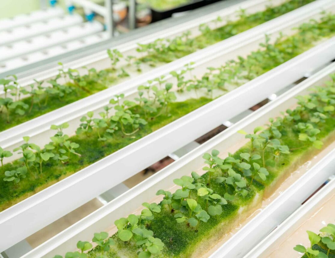 indoor plant agricultural research in laboratory, green nature technology in farming science biology
