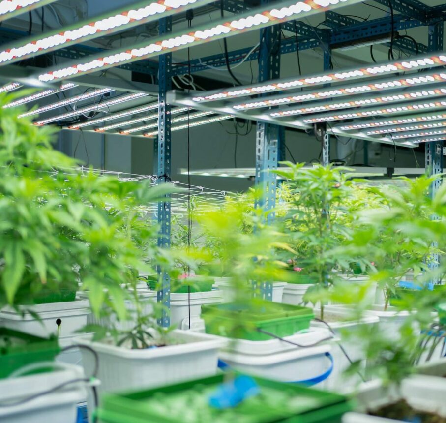 Marijuana, hemp or cannabis plant leaves farm lab. Organic product in laboratory. Medical Food.Ganja
